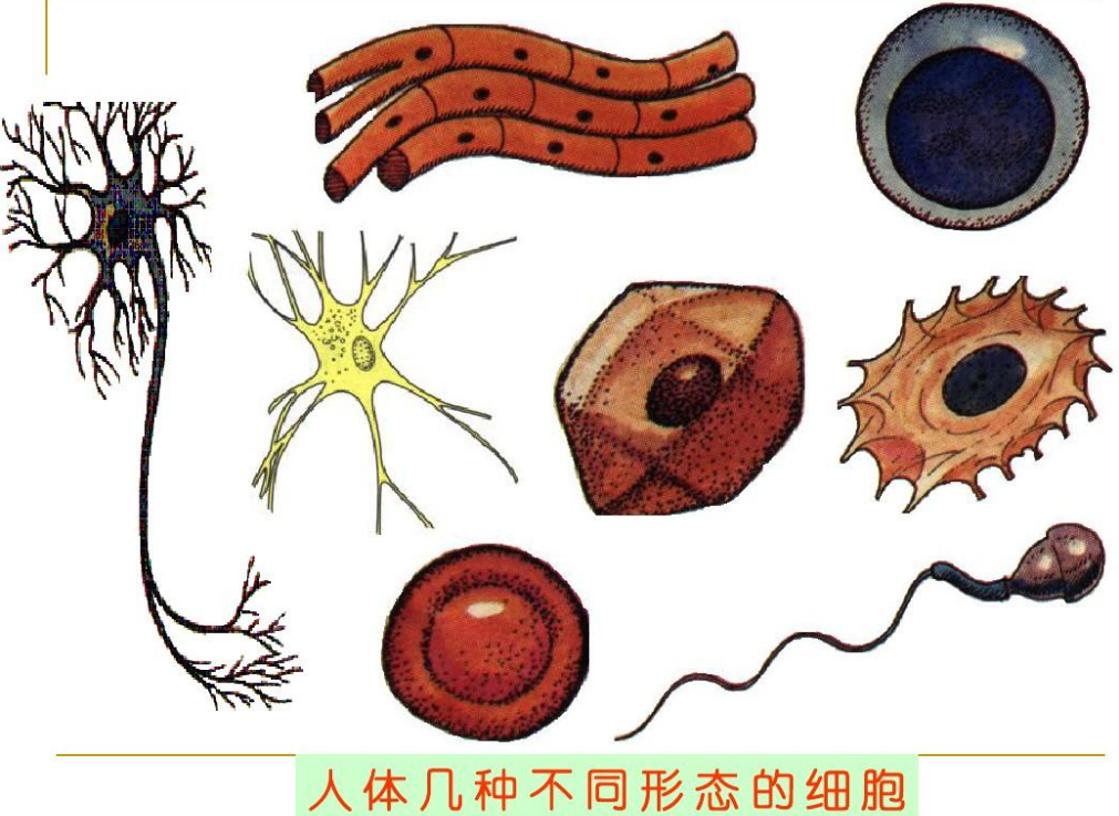 当人类站在冥王星上：一年相当于248年，一秒不到直接死亡！814 / 作者:刘moon / 帖子ID:130140