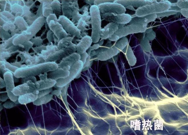 木卫二隐藏两个地球海洋水量，体积小于月球，是否存在外星生命？418 / 作者:单丁鹤纷 / 帖子ID:130877