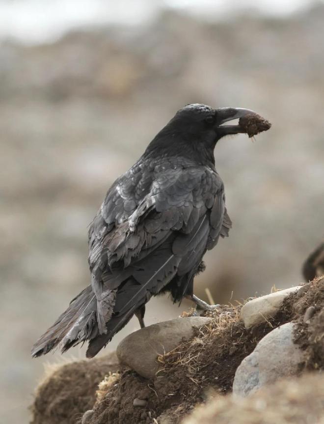 恐龙为何缺乏智慧？科学家揭示：高度发达的大脑实为生存负担35 / 作者:单丁鹤纷 / 帖子ID:130898