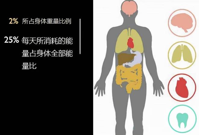 恐龙为何缺乏智慧？科学家揭示：高度发达的大脑实为生存负担78 / 作者:单丁鹤纷 / 帖子ID:130898