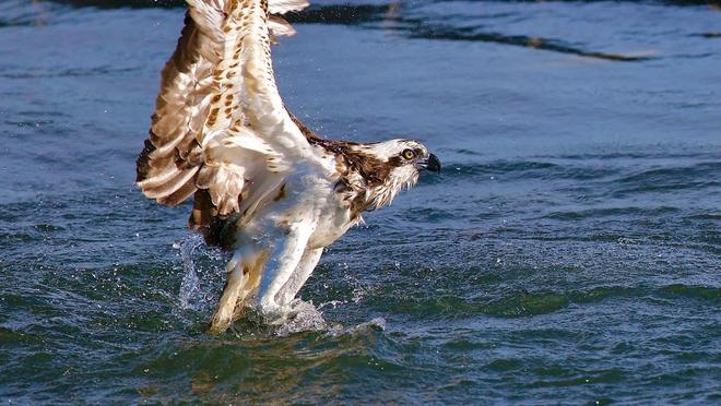 恐龙为何缺乏智慧？科学家揭示：高度发达的大脑实为生存负担598 / 作者:单丁鹤纷 / 帖子ID:130898