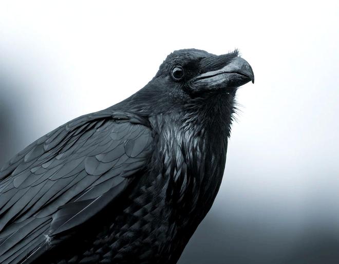 恐龙为何缺乏智慧？科学家揭示：高度发达的大脑实为生存负担678 / 作者:单丁鹤纷 / 帖子ID:130898