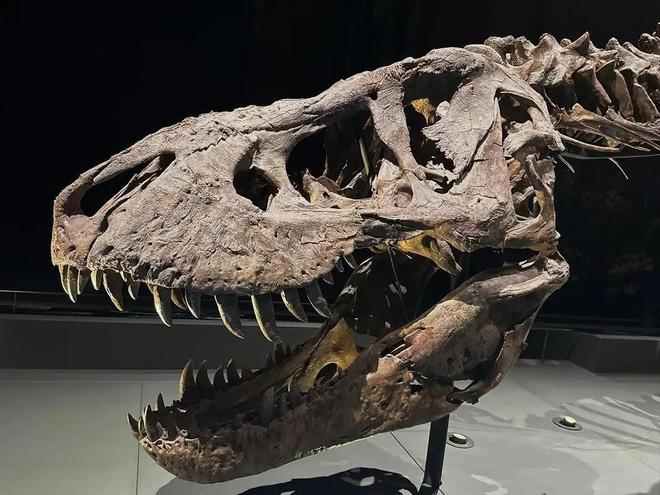 恐龙化石为何只在少数地区发现？其他地区真的没有恐龙吗？613 / 作者:单丁鹤纷 / 帖子ID:130909