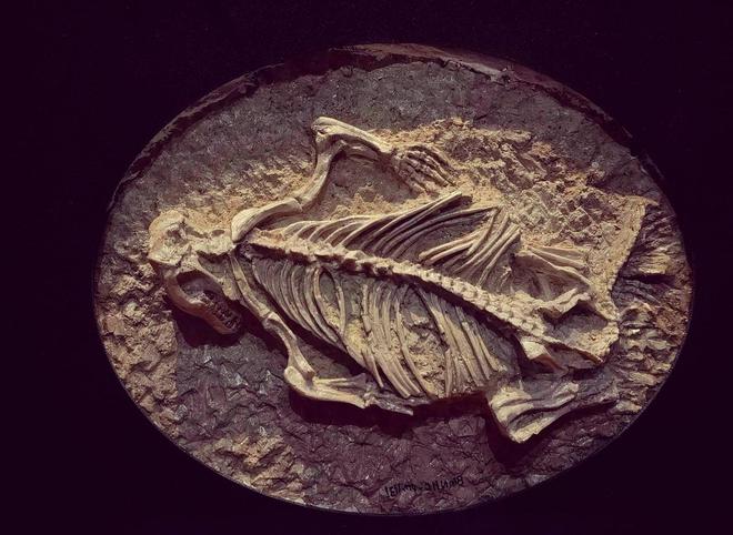 恐龙化石为何只在少数地区发现？其他地区真的没有恐龙吗？158 / 作者:单丁鹤纷 / 帖子ID:130909