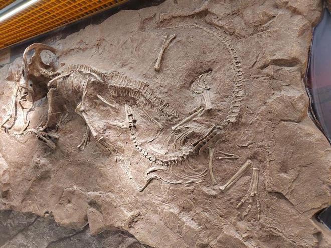 恐龙化石为何只在少数地区发现？其他地区真的没有恐龙吗？89 / 作者:单丁鹤纷 / 帖子ID:130909