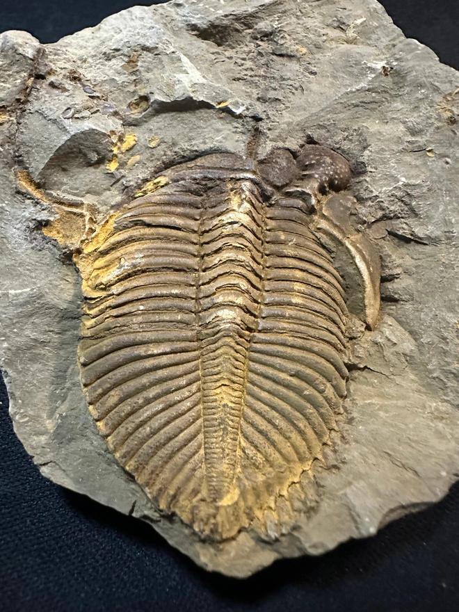 恐龙化石为何只在少数地区发现？其他地区真的没有恐龙吗？923 / 作者:单丁鹤纷 / 帖子ID:130909