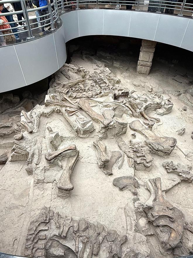 恐龙化石为何只在少数地区发现？其他地区真的没有恐龙吗？927 / 作者:单丁鹤纷 / 帖子ID:130909