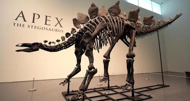 恐龙化石为何只在少数地区发现？其他地区真的没有恐龙吗？587 / 作者:单丁鹤纷 / 帖子ID:130909