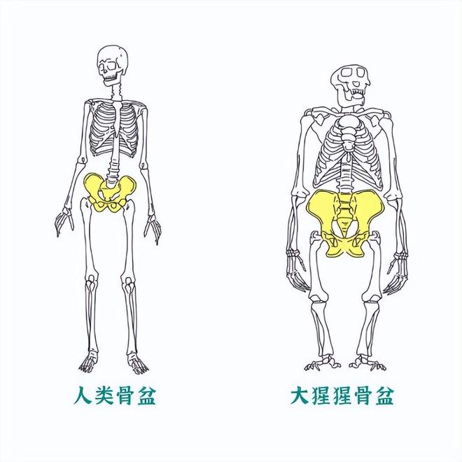 为什么动物分娩轻松而人类分娩痛苦？0 / 作者:单丁鹤纷 / 帖子ID:131005