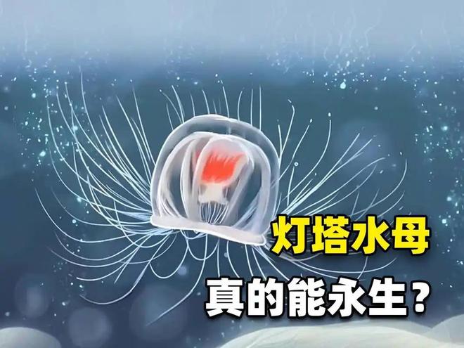 为什么进化选择繁殖而不是永生？476 / 作者:单丁鹤纷 / 帖子ID:131034