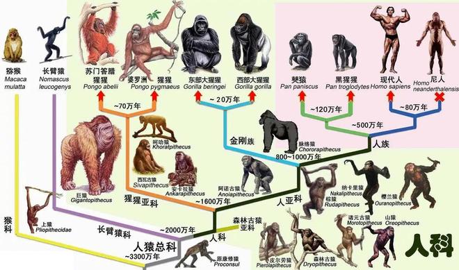 为什么人类进化出智慧而黑猩猩没有？环境压力是关键原因！606 / 作者:单丁鹤纷 / 帖子ID:131095
