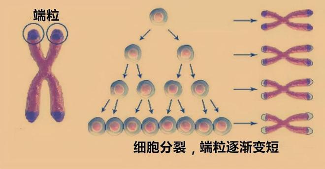 原子永生之谜：为何原子构成的生物无法永恒？165 / 作者:张立武 / 帖子ID:131130