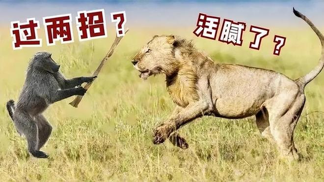 为什么人类进化出智慧而黑猩猩没有？环境压力是关键原因！211 / 作者:单丁鹤纷 / 帖子ID:131095