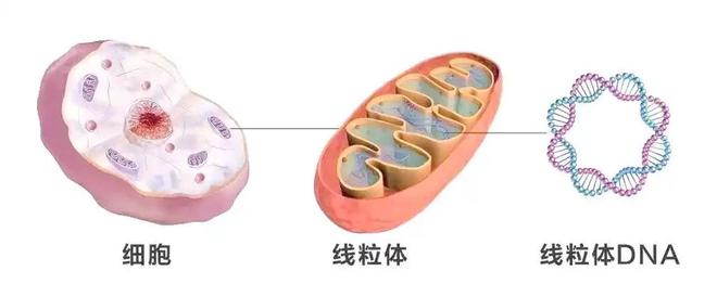 人类祖先起源：非洲是人类的摇篮吗？189 / 作者:单丁鹤纷 / 帖子ID:131091