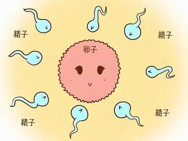 人类卵子体积远超精子千万倍，主动选择理想精子！719 / 作者:张立武 / 帖子ID:131170