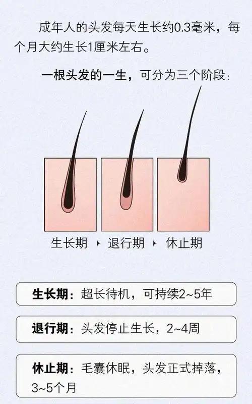 为什么头发会一直生长，而腋毛和阴毛长到一定长度就停止？447 / 作者:张立武 / 帖子ID:131178
