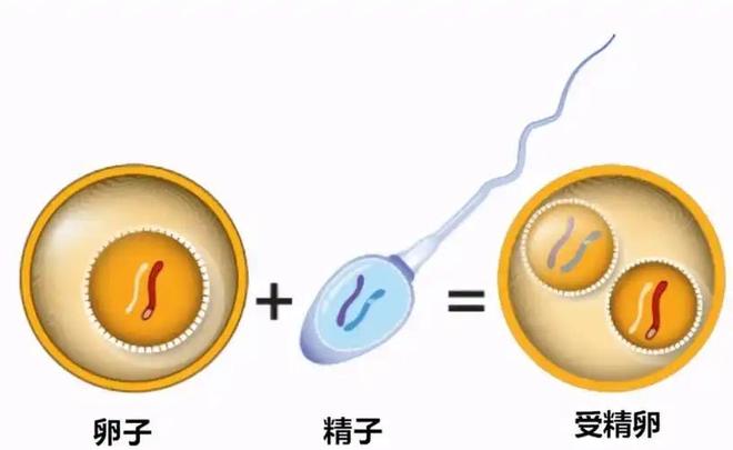 人类卵子体积远超精子千万倍，主动选择理想精子！124 / 作者:张立武 / 帖子ID:131170