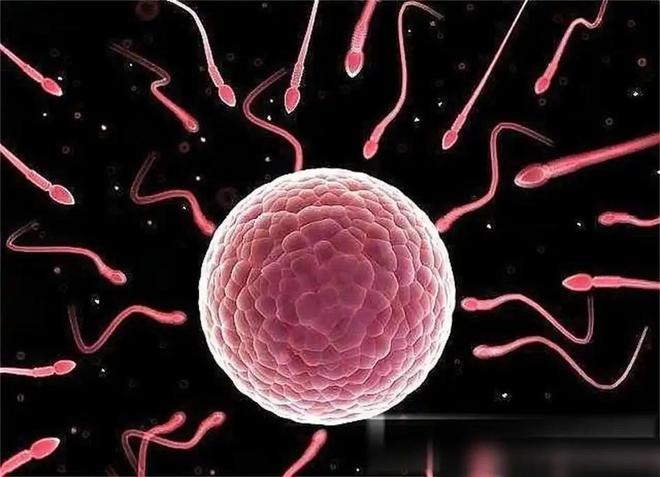 人类卵子体积远超精子千万倍，主动选择理想精子！434 / 作者:张立武 / 帖子ID:131170