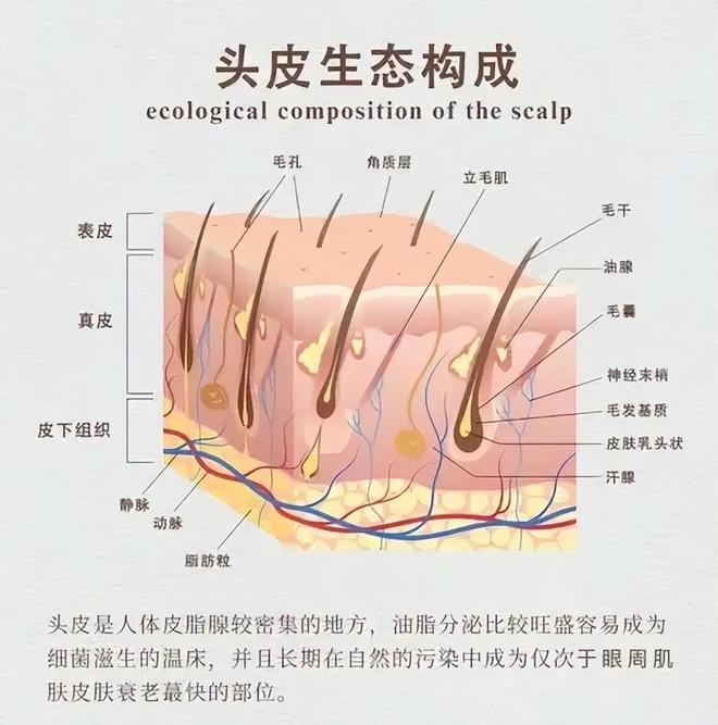 为什么头发会一直生长，而腋毛和阴毛长到一定长度就停止？513 / 作者:张立武 / 帖子ID:131178