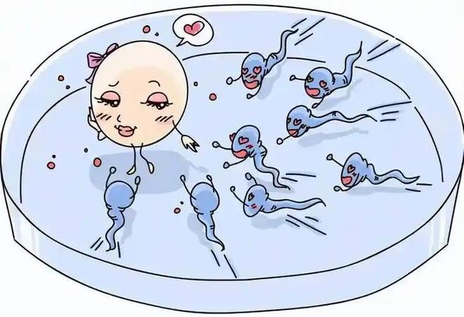 人类卵子体积远超精子千万倍，主动选择理想精子！8 / 作者:张立武 / 帖子ID:131170