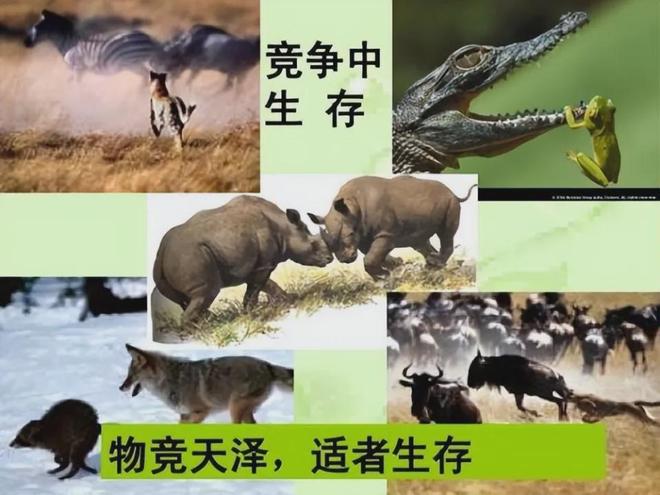 进化论：你真的了解吗？317 / 作者:张立武 / 帖子ID:131224