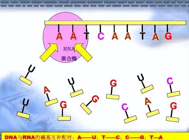 进化论：你真的了解吗？235 / 作者:张立武 / 帖子ID:131224