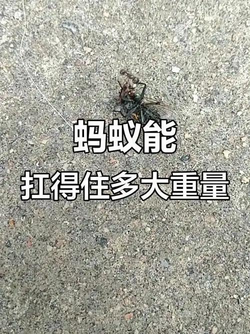 人类是宇宙最高等文明吗？深度解析（近5万字详述）89 / 作者:张立武 / 帖子ID:131337