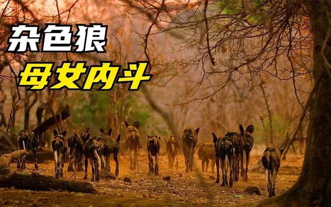 动物为何不赡养父母？揭露自然界残酷生存法则31 / 作者:张立武 / 帖子ID:131345