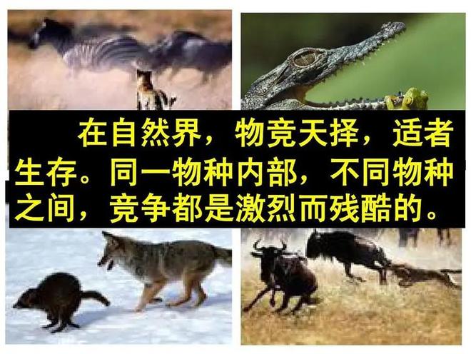 动物为何不赡养父母？揭露自然界残酷生存法则509 / 作者:张立武 / 帖子ID:131345