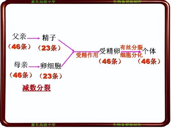为什么人类不能永生？答案竟与“性”有关！120 / 作者:张立武 / 帖子ID:131370
