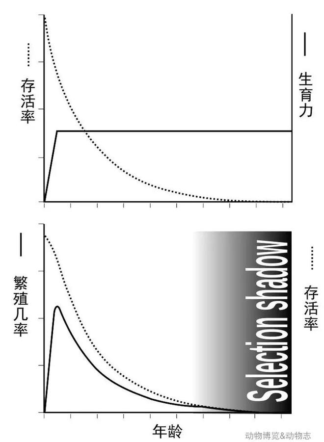 为什么人类不能永生？答案竟与“性”有关！414 / 作者:张立武 / 帖子ID:131370