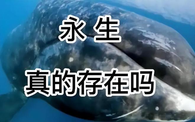 为什么人类不能永生？答案竟与“性”有关！845 / 作者:张立武 / 帖子ID:131370