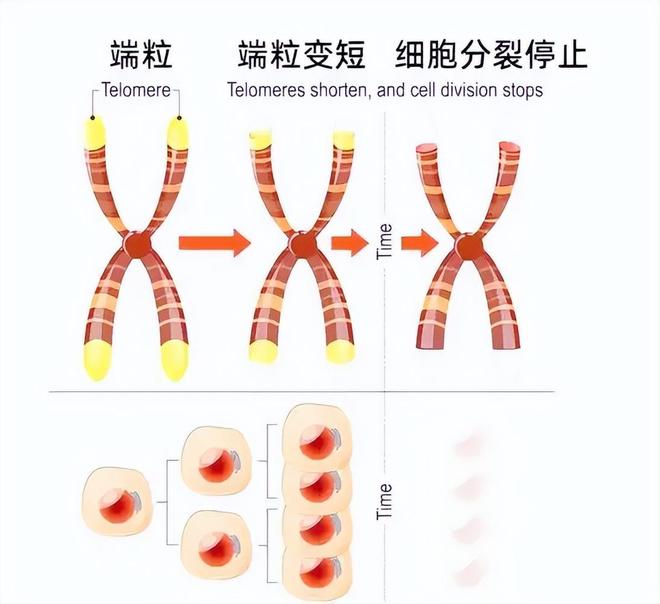 为什么人类不能永生？答案竟与“性”有关！830 / 作者:张立武 / 帖子ID:131370