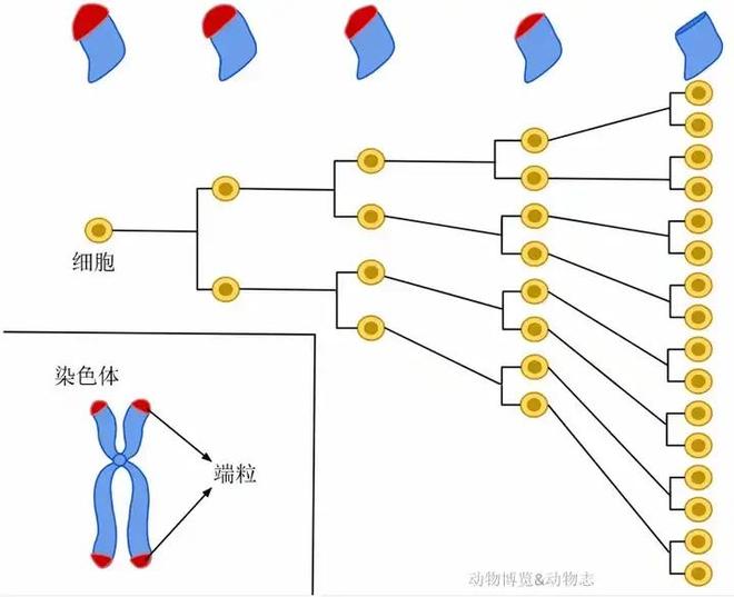 为什么人类不能永生？答案竟与“性”有关！148 / 作者:张立武 / 帖子ID:131370