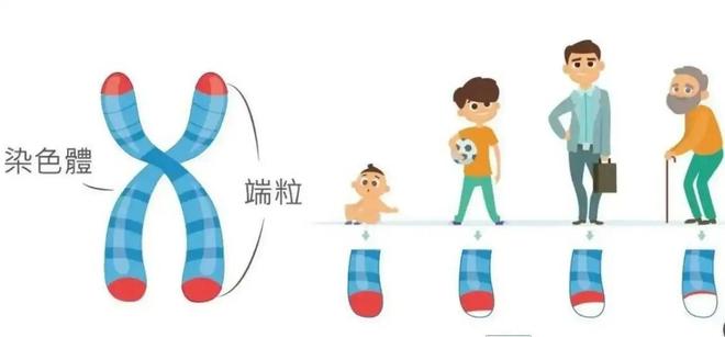 为什么人类不能永生？答案竟与“性”有关！334 / 作者:张立武 / 帖子ID:131370