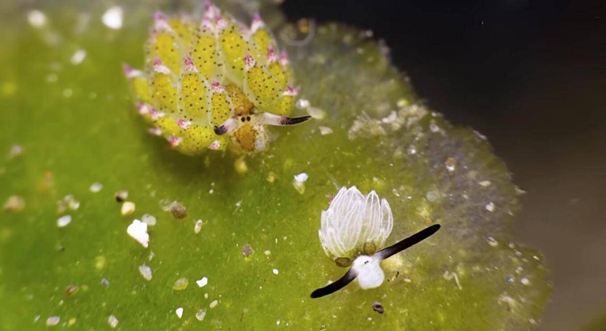 动物光合作用之谜：断头再生能力揭秘689 / 作者:单丁鹤纷 / 帖子ID:130915