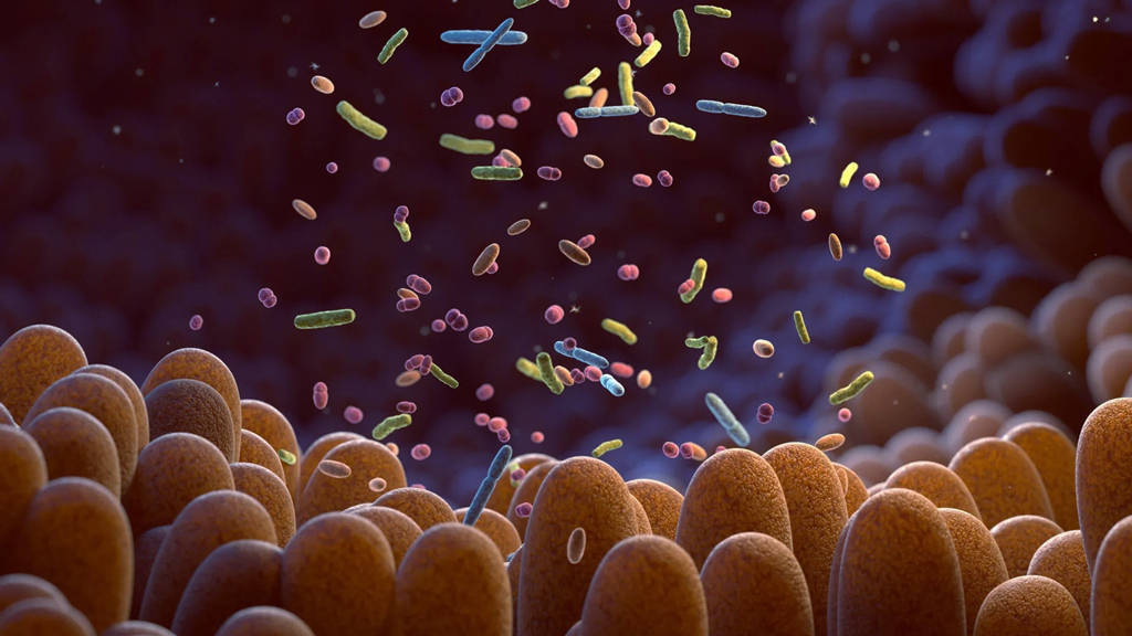 肠道：你身体里隐藏的第二个大脑608 / 作者:单丁鹤纷 / 帖子ID:130924