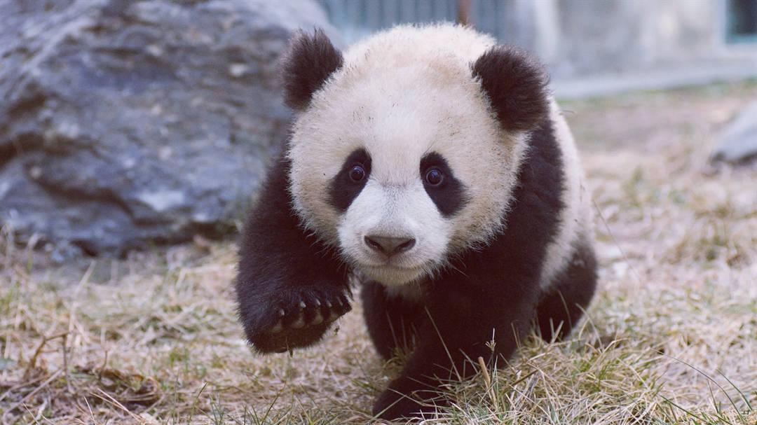 大熊猫进化史：揭秘野生大熊猫在人类保护前的自然生存法则642 / 作者:单丁鹤纷 / 帖子ID:130977