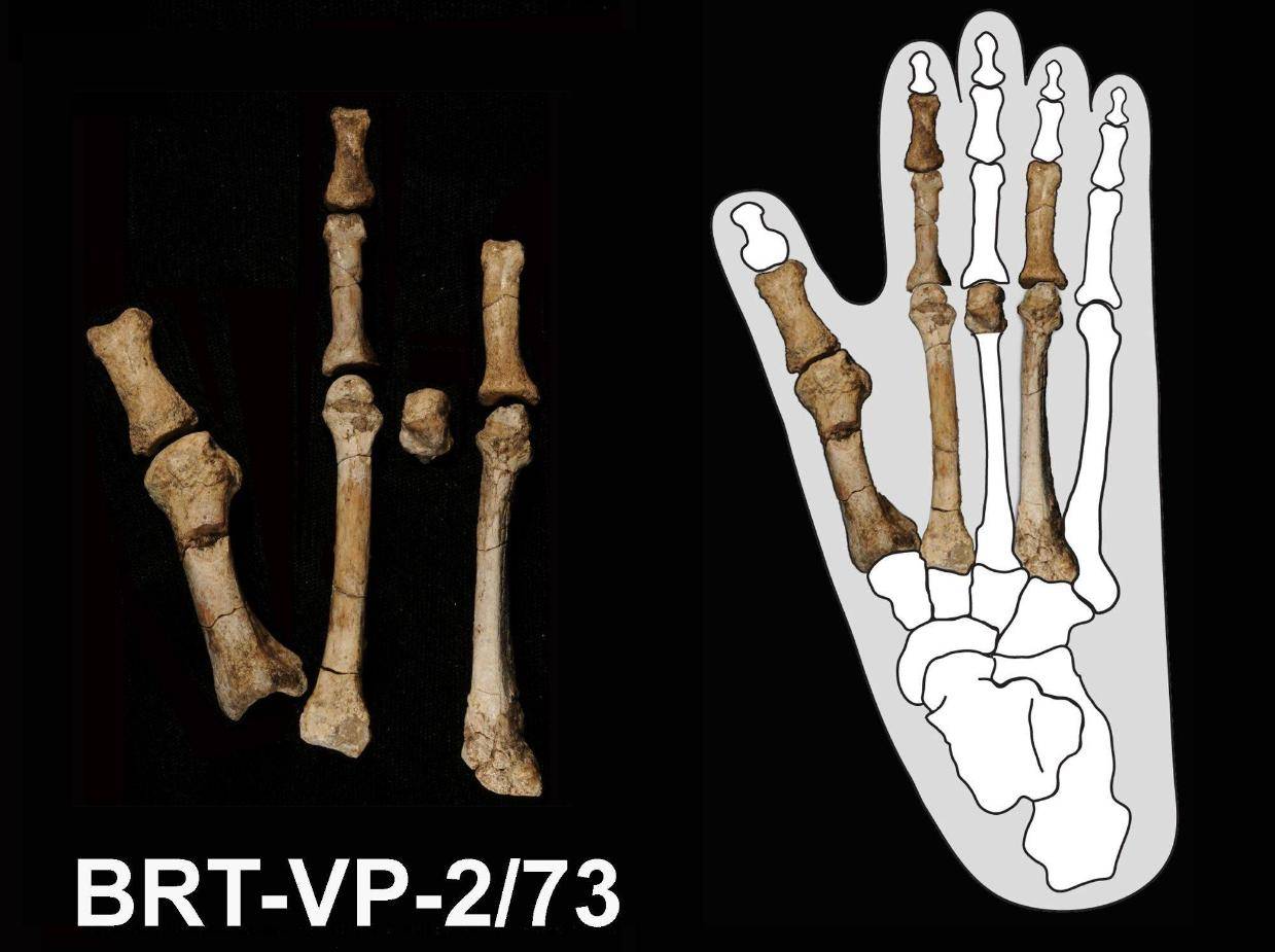 340万年前地球存在两种古人类物种:科学家最新发现105 / 作者:张立武 / 帖子ID:131422 340万年前地球存在两种古人类物种:科学家最新发现105 / 作者:张立武 / 帖子ID:131422