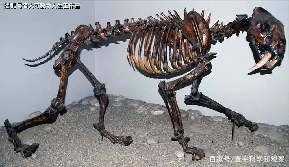 为什么所有生命最终都会死亡？探索生命终结的科学原因811 / 作者:单丁鹤纷 / 帖子ID:131012