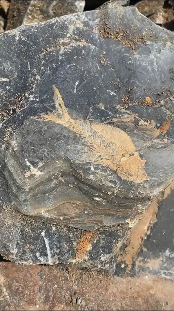 浙江发现1亿年前白垩纪鱼化石 骨骼保存完好栩栩如生696 / 作者:张立武 / 帖子ID:131299 浙江发现1亿年前白垩纪鱼化石 骨骼保存完好栩栩如生696 / 作者:张立武 / 帖子ID:131299