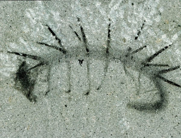 科学家研究50年惊人发现：蟑螂与大闸蟹竟有共同祖先664 / 作者:张立武 / 帖子ID:131193