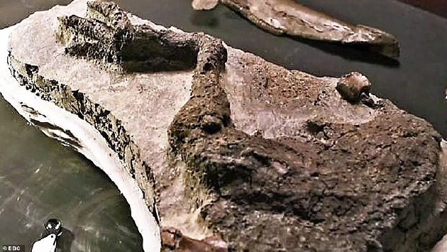 小行星撞击地球时恐龙残骸化石首次发现836 / 作者:张立武 / 帖子ID:131361