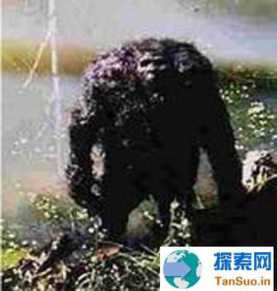 1907年内蒙古野人事件真相与调查876 / 作者:张立武 / 帖子ID:131288