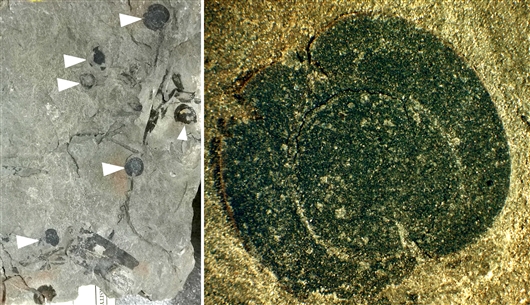 北美侏罗纪被子植物果实化石首次发现273 / 作者:张立武 / 帖子ID:131365 北美侏罗纪被子植物果实化石首次发现273 / 作者:张立武 / 帖子ID:131365