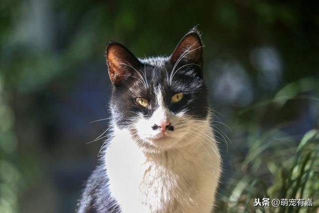 黑猫进屋是什么征兆_梦见黑猫进屋是什么征兆678 / 作者:UFO爱好者 / 帖子ID:105123