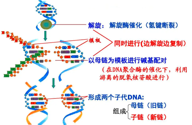 繁衍后代_繁衍后代是人类的本能79 / 作者:UFO爱好者 / 帖子ID:98528