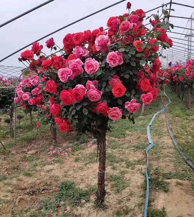 世界上寿命最长的植物_世界上寿命最长的植物是什么植物498 / 作者:UFO爱好者 / 帖子ID:104091