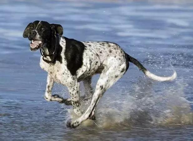 猎犬排名_猎犬排名犬排行榜前十名449 / 作者:UFO爱好者 / 帖子ID:98259