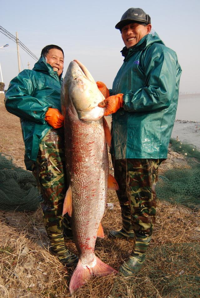 10大凶猛淡水鱼_10大凶猛淡水鱼排名57 / 作者:UFO爱好者 / 帖子ID:102354